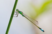 Große Pechlibelle, weiblich