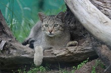 Wildkatze im Hainich