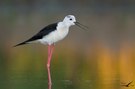 Stelzenläufer (Himantopus himantopus)