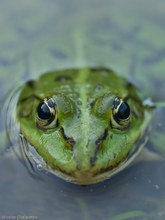 Wasserfrosch