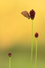 ~ Dunkler Wiesenknopf-Ameisenbläuling ~