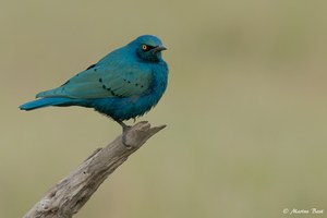 Grünschwanzglanzstar (Lamprotornis chalybaeus)