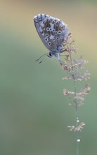 Silbergrüner-