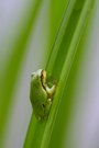 Laubfrosch