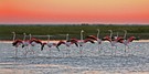 Flamingos III