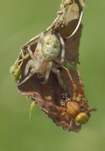 ...und zum dritten:  Nochmals das Spinnen"paar"...