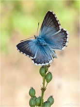 Silbergrüner Bläuling - Polyommatus coridon