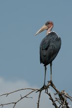 Marabu (Leptoptilos crumeniferus)