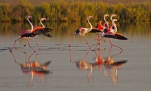 Flamingos IV