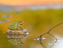 Hyla arborea