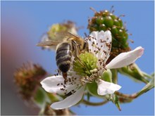 Nur ein Bienchen