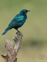 Grünschwanzglanzstar (Lamprotornis chalybaeus)