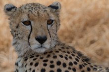 Gepard (Acinonyx jubatus)