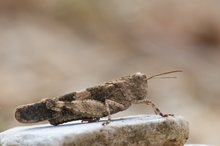 Rotflügelige Ödlandschrecke (Oedipoda germanica)