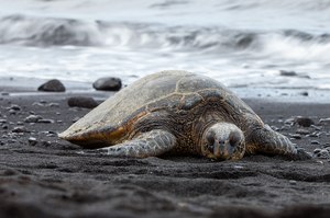 Lava-Turtle