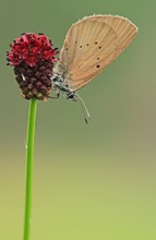 Wiesenknopf-Ameisenbläuling