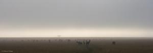 Topi-Antilopen im Morgennebel