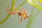 Für die Arachnophobiker zur Mitternacht...