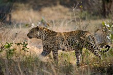 Leopard - Panthera pardus