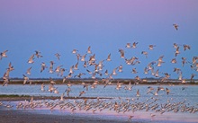 Blaue Stunde in der Camargue