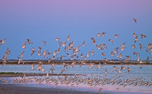 Blaue Stunde in der Camargue