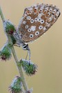 Bläuling tropfnass (I)