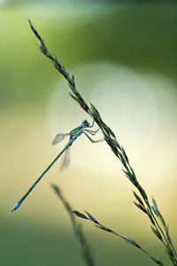 kleine Binsenjungfer (Lestes virens)