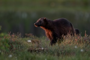 Vielfraß/ Gulo Gulo