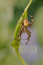 Nun etwas mehr lyrisch, romatisch: Das Kreuzspinnenmännchen...