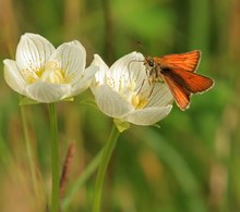 Dickkopffalter auf Parnassia ...