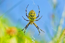 Wiesenschönheit