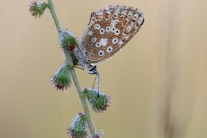 Bläuling tropfnass (II)