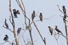 Kormorane (Phalacrocorax carbo) II