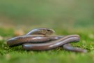 Junge Blindschleiche (Anguis fragilis)