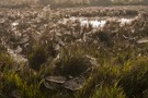 Morgenstimmung in der Camargue