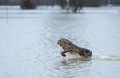 feldhase im hochwasser