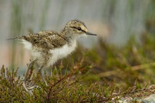 Junger Flussuferläufer