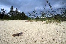 Gefleckte Schnarrschrecke (Bryodemella tuberculata) im Lebensraum