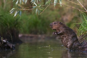 Jungbiber im Auwald