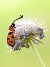 Zygaena fausta - Glückswidderchen