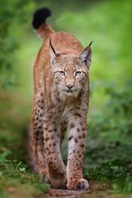 Luchs frontal (cap) - Hanau