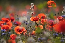 Mohn/Kornblume