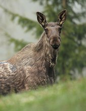 Elchkuh im Haarwechsel