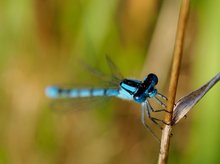 Becher-Azurjungfer (Enallagma cyathigerum)