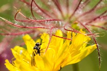 Sommer auf der Bergwiese