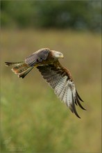 Red Kite