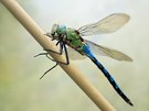 Emperor dragonfly