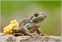 Geburtshelferkröte (Alytes sp.)