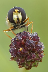 Schwebfliege auf großem Wiesenknopf