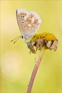 ~Polyommatus dorylas~